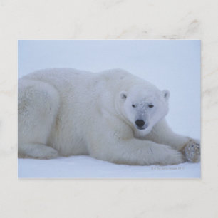 Polar Bear Resting i Snö Vykort