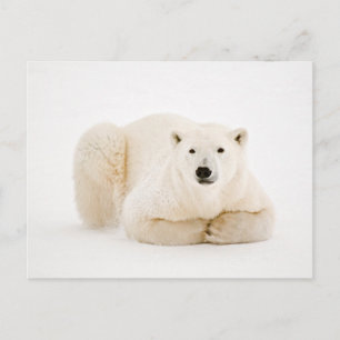 Polar Bear Reston på Hudson Bay Ice Helg Vykort