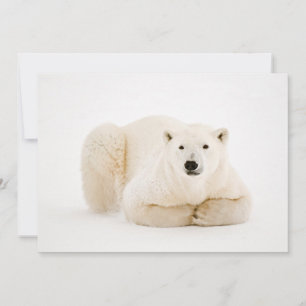 Polar Bear Reston på Hudson Bay Ice Julkort