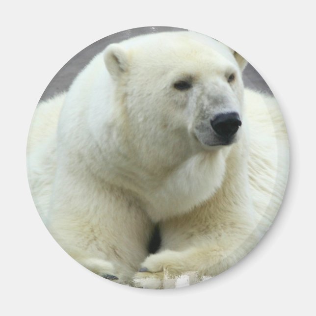 Polar Bear Round Magnet (Framsidan)