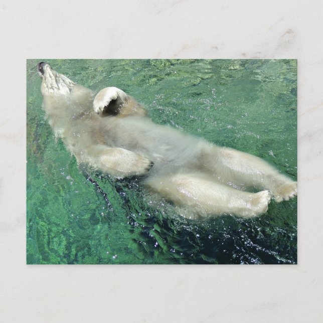 Polar Bear Swimming på ryggvykortet Vykort (Framsida)