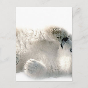 Polar Bear Unge Cute Animal Arktis, fryst vinter Vykort