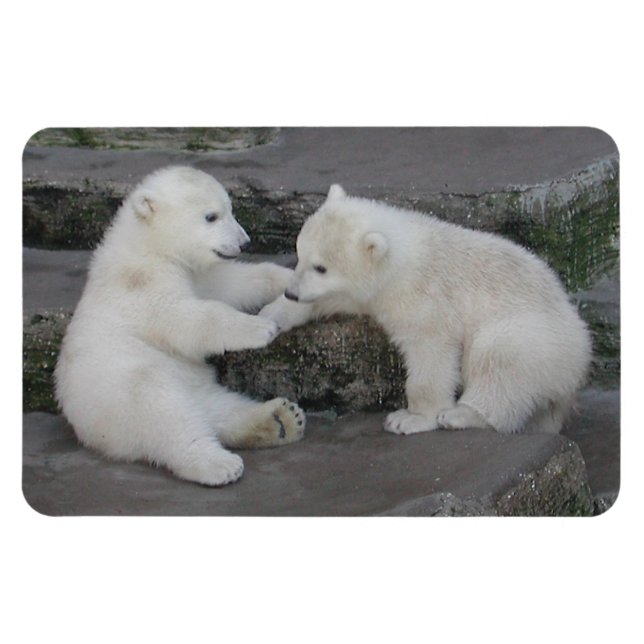 Polar Bear Unge Magnet (Horisontell)