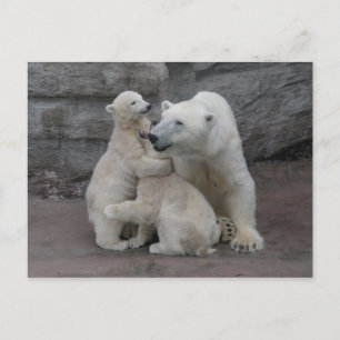 Polar Bear Unge och Mor Vykort