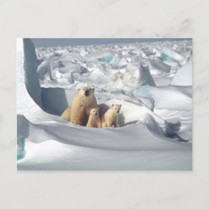 Polar Bear Unge Snö Photo Vykort