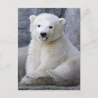 Polar Bear Unge Vykort