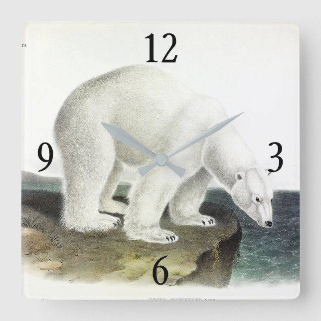 Polar Bear (Ursus Maritimus), Audubon's Quadrupeds Fyrkantig Klocka (Framsida)