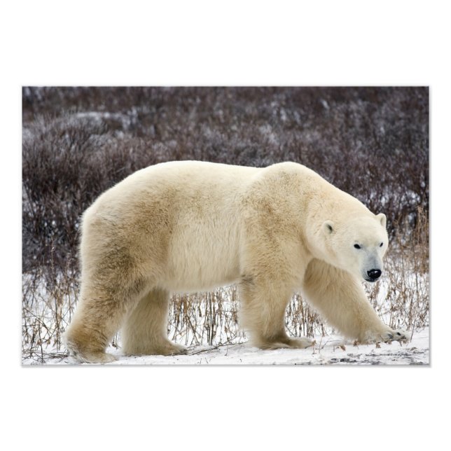 Polar Bear Ursus maritimus) i Churchill Fototryck (Framsidan)