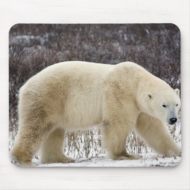 Polar Bear Ursus maritimus) i Churchill Musmatta (Framsidan)