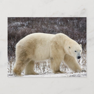 Polar Bear Ursus maritimus) i Churchill Vykort