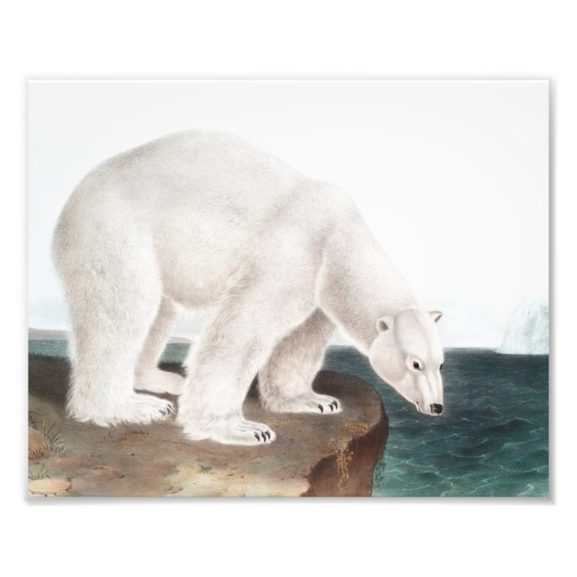 Polar Bear (Ursus maritimus) Illustration Fototryck (Framsidan)