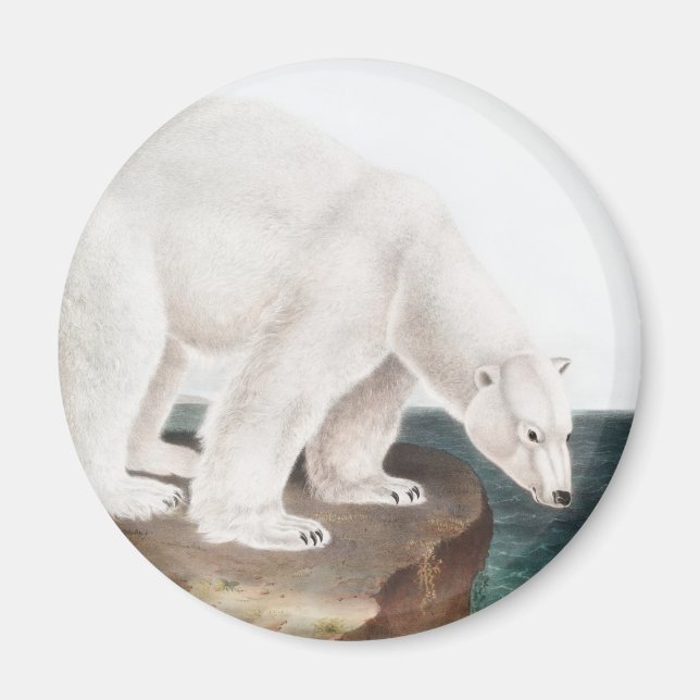 Polar Bear (Ursus maritimus) Illustration Magnet (Framsidan)