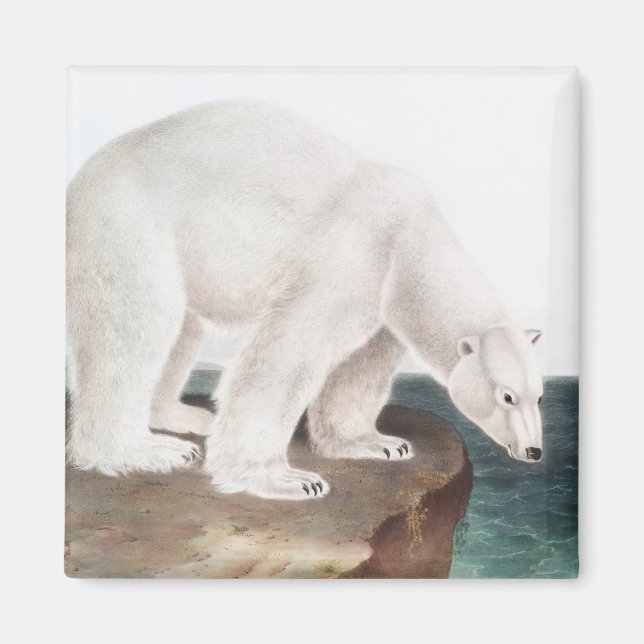 Polar Bear (Ursus maritimus) Illustration Magnet (Framsidan)