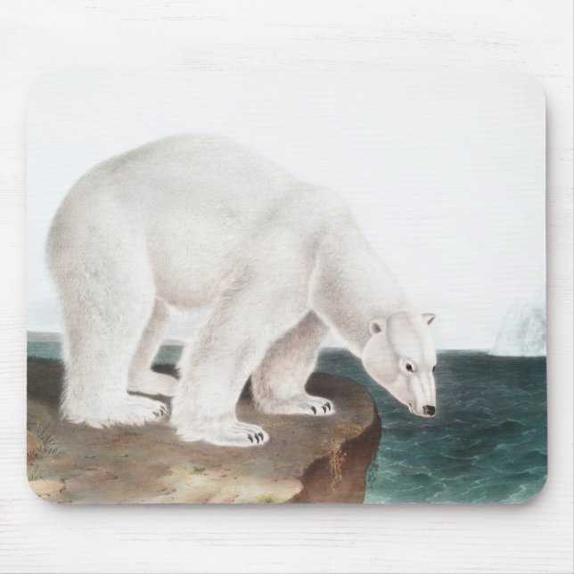Polar Bear (Ursus maritimus) Illustration Musmatta (Framsidan)