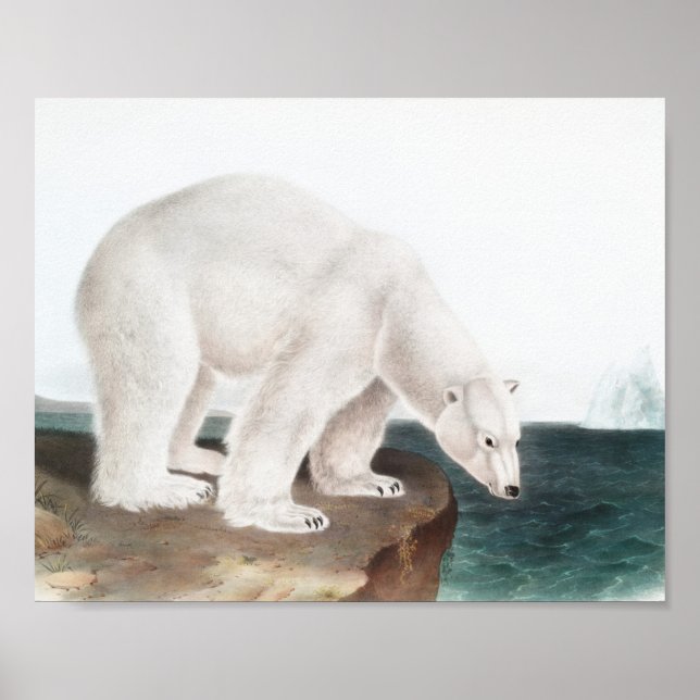 Polar Bear (Ursus maritimus) Illustration Poster (Framsidan)