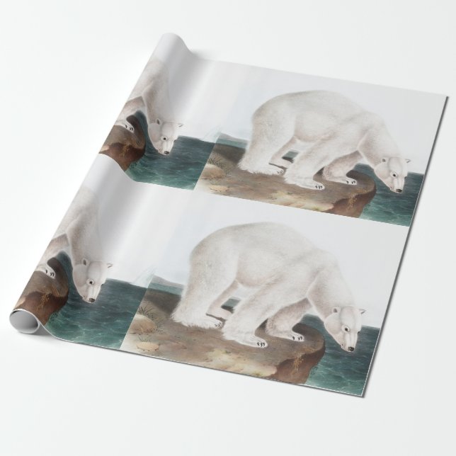 Polar Bear (Ursus maritimus) Illustration Presentpapper (Utrullad)