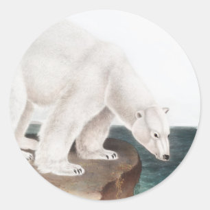 Polar Bear (Ursus maritimus) Illustration Runt Klistermärke