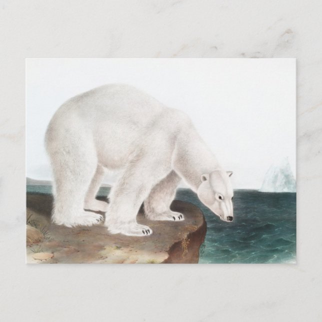 Polar Bear (Ursus maritimus) Illustration Vykort (Framsida)