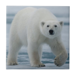 Polar Bear, Ursus Maritimus, Vuxen Kakelplatta