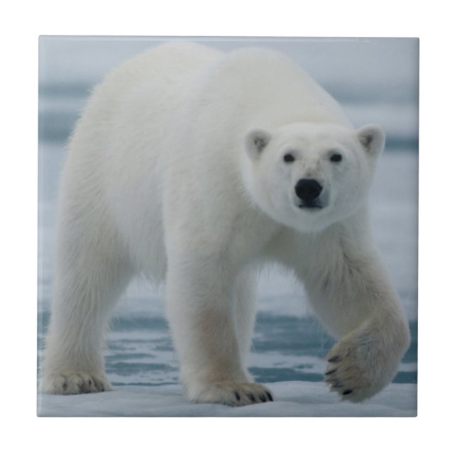 Polar Bear, Ursus Maritimus, Vuxen Kakelplatta (Framsidan)