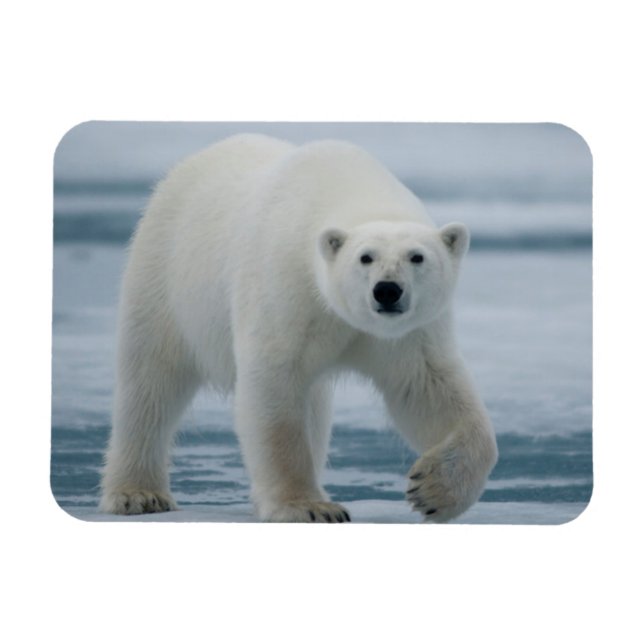Polar Bear, Ursus Maritimus, Vuxen Magnet (Horisontell)