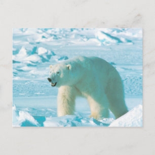 Polar Bear Vykort