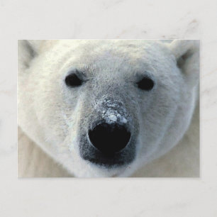 Polar Bear Vykort