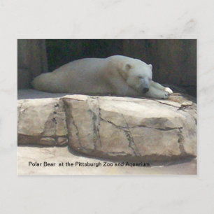 Polar Bear Vykort