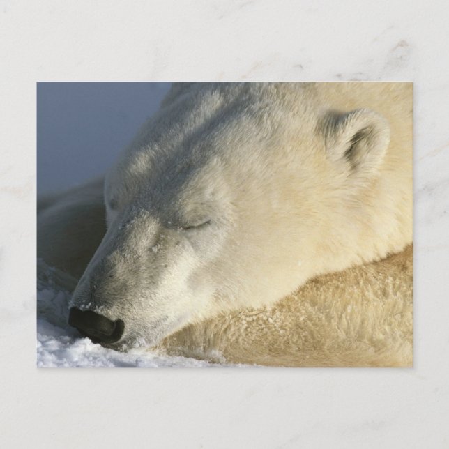 Polar Bear Vykort (Framsida)