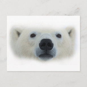 Polar Bear Vykort