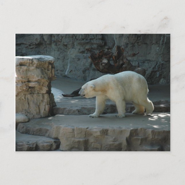 Polar Bear Vykort (Framsida)