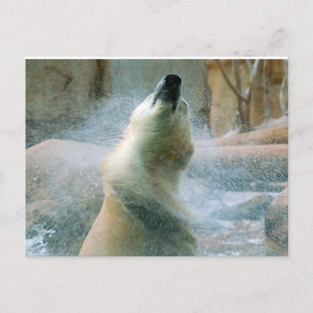 Polar Bear Vykort (Framsida)