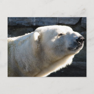 Polar Bear Vykort