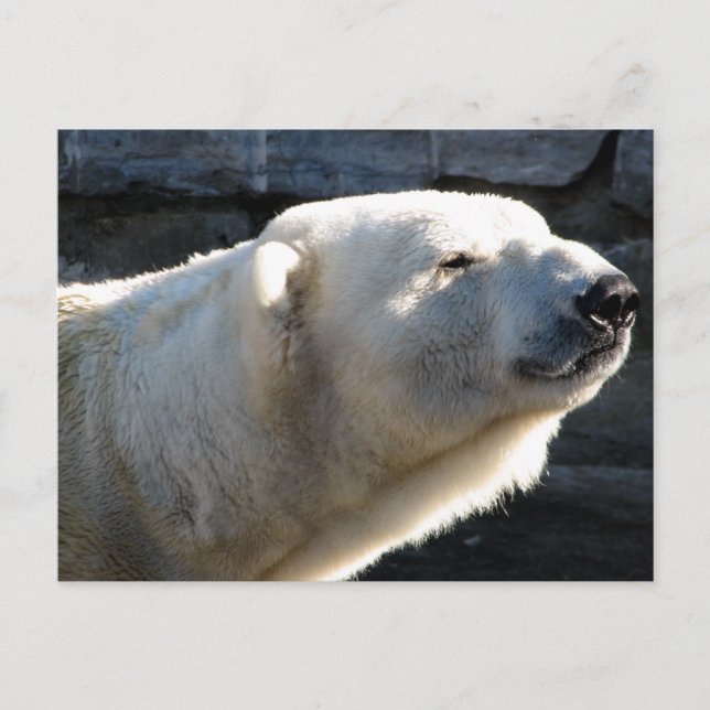 Polar Bear Vykort (Framsida)