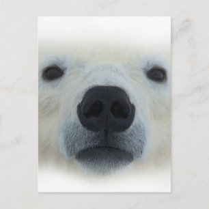Polar Bear Vykort
