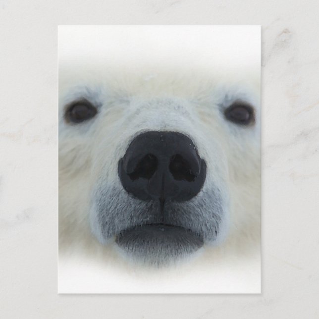 Polar Bear Vykort (Framsida)