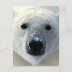 Polar Bear Vykort
