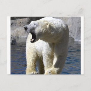 Polar Bear Vykort