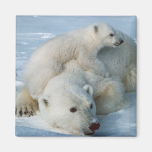 Polar_bear_with_cub björnälskare magnet