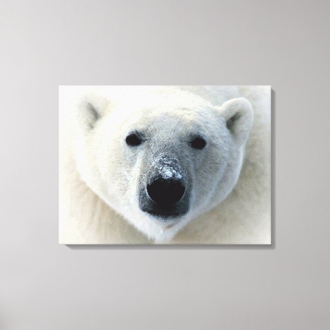 Polar Bear Wrapped Canvas (Framsida)