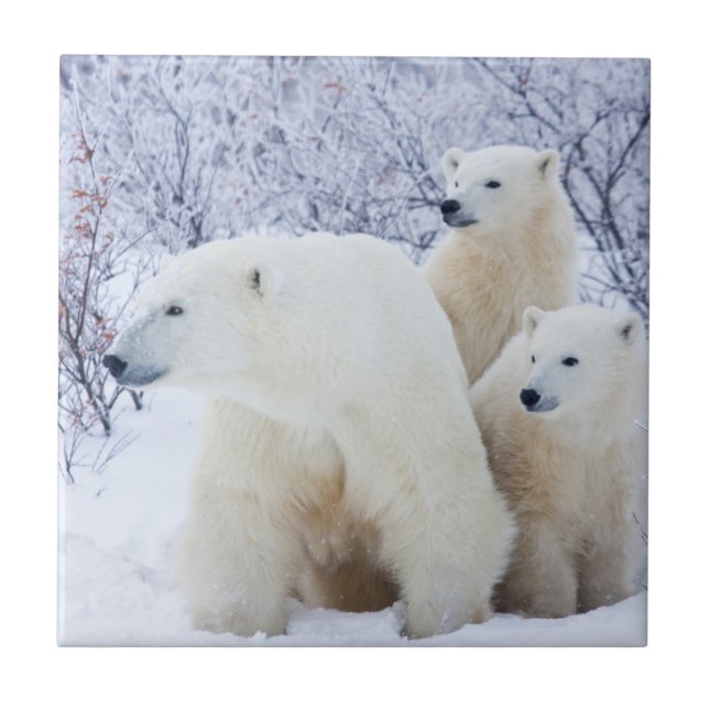 Polar Bears and Two unge Kakelplatta (Framsidan)