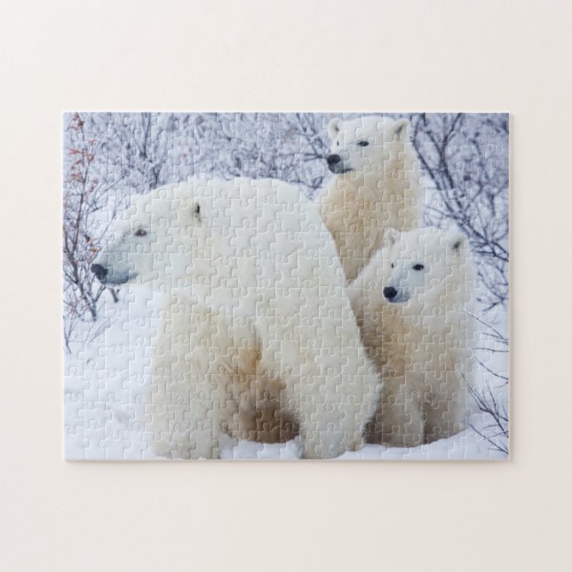 Polar Bears and Two unge Pussel (Horisontell)