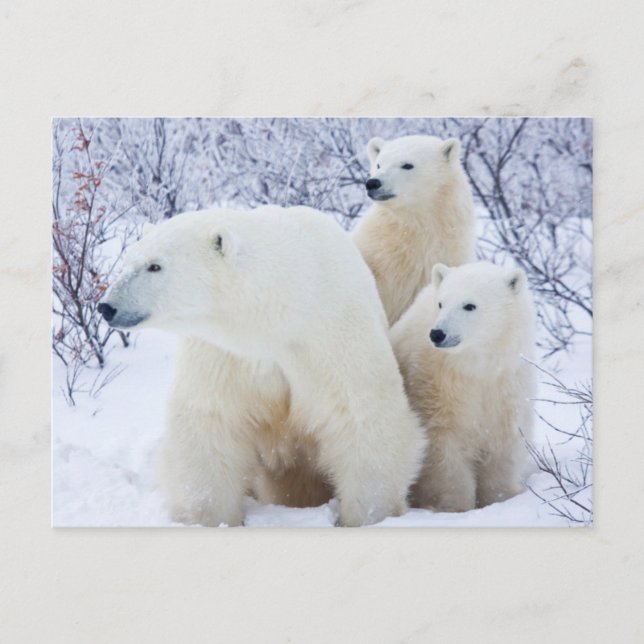 Polar Bears and Two unge Vykort (Framsida)