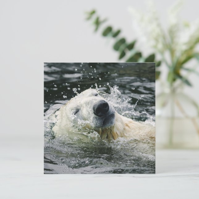 Polar Bear's Aqua Aura (Stående Fram)