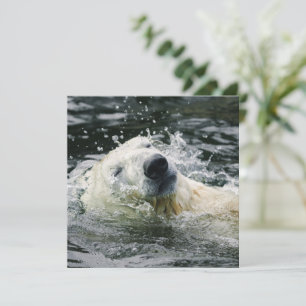 Polar Bear's Aqua Aura