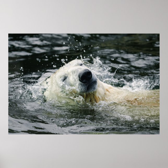 Polar Bear's Aqua Aura Poster (Framsidan)