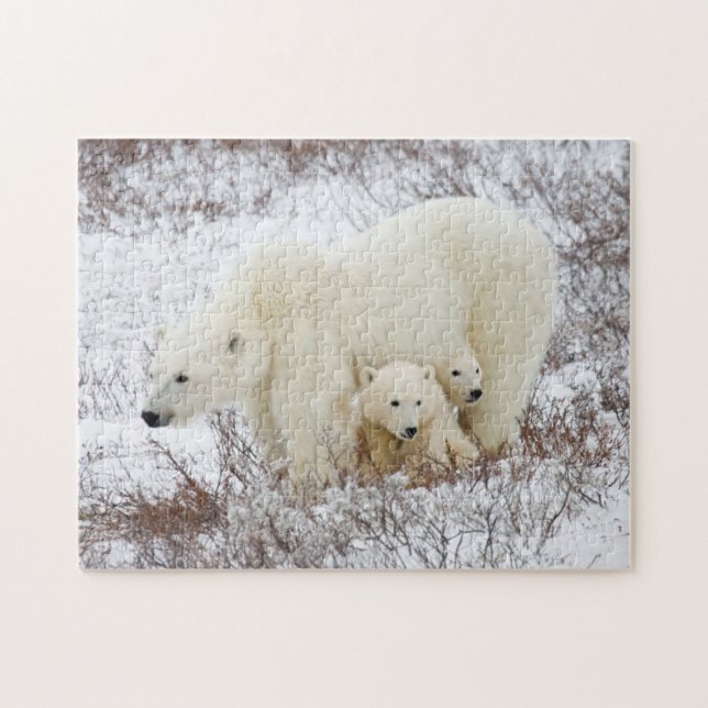 Polar Bears Hona och Two unge Pussel (Horisontell)