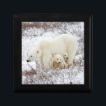 Polar Bears Hona och Two unge Smyckeskrin<br><div class="desc">Richard & Susan Day / DanitaDelimont.com | Kanada,  Manitoba | Polar Bears (Ursus maritimus) women och Two unge nära Hudson Bay,  Churchill MB,  Kanada</div>