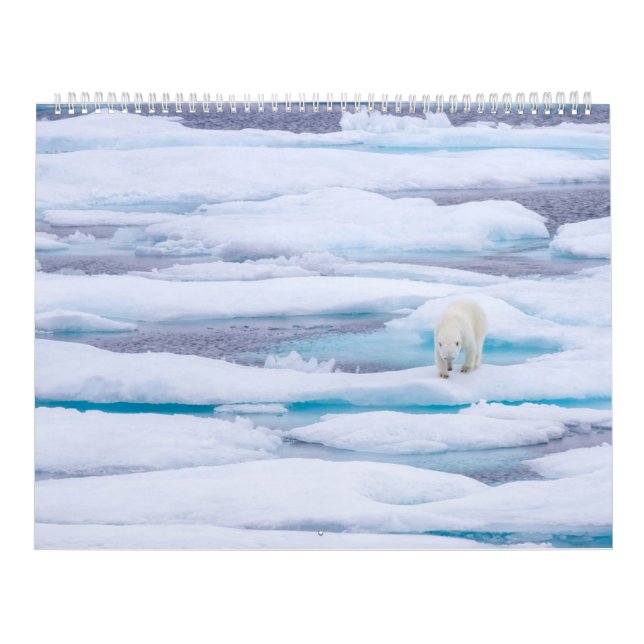 Polar Bears i Vilden Kalender (Omslag)