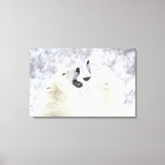 Polar Bears leker i snö Canvastryck